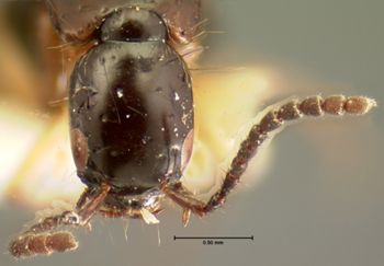Media type: image;   Entomology 7307 Aspect: head dorsal view